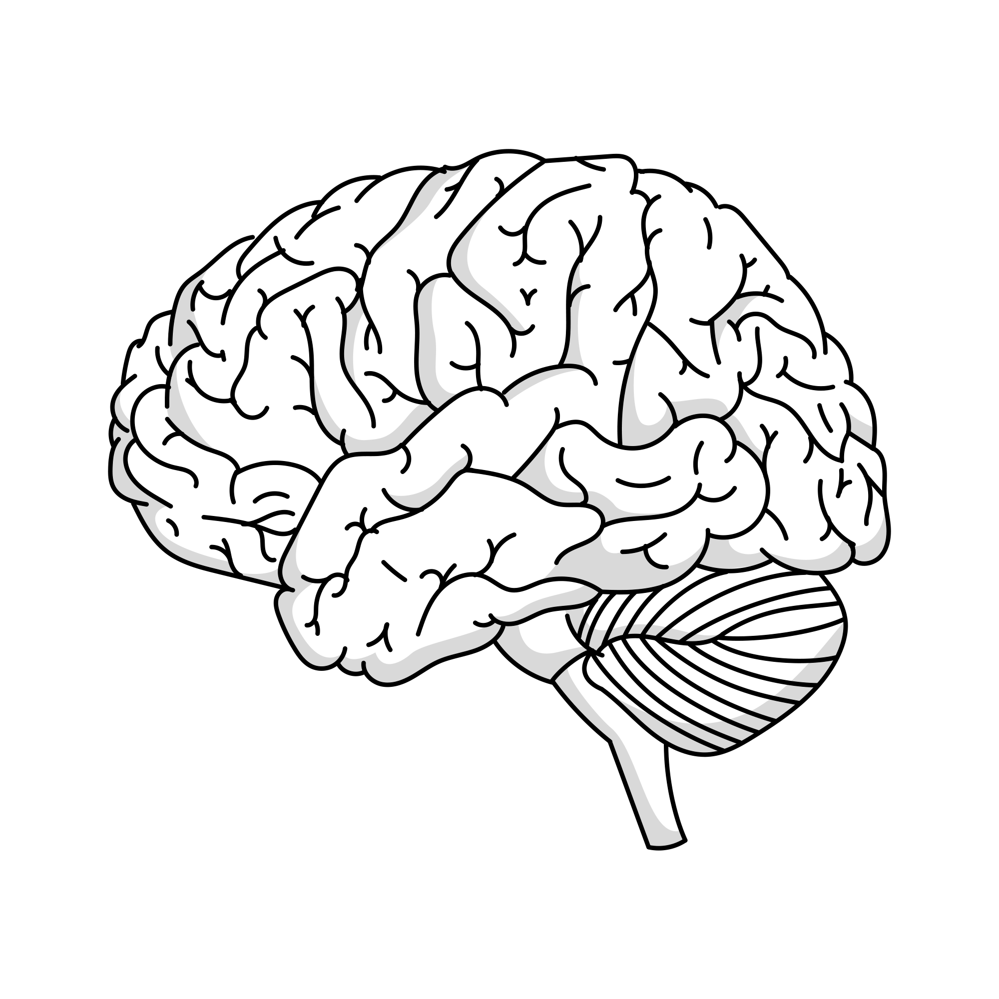 cerveau illustration
